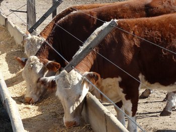 Distintas empresas particulares ofrecen instrumentos para invertir en ganado que no están regulados por el BCU. 