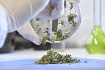 Existe una ley sobre cannabis medicina pero falta reglamentarla