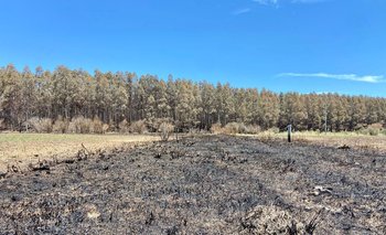 Más de 22 mil hectáreas se vieron afectadas por los incendios.