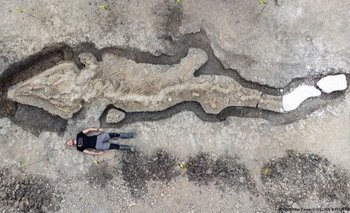 Un hombre posa junto a los restos excavados del mayor ictiosaurio de Reino Unido