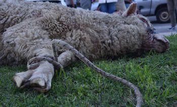 La problemática de los perros no es igual en la ciudad y en el campo, comentó Rafael Graña, productor ovejero.