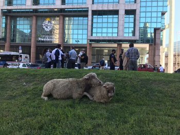 Los productores exhibieron a los ovinos frente a la sede de gobierno.