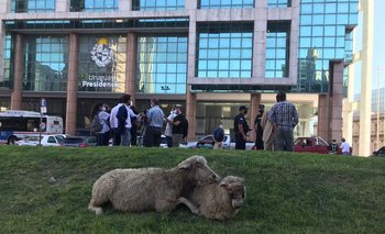 Los productores exhibieron a los ovinos frente a la sede de gobierno.