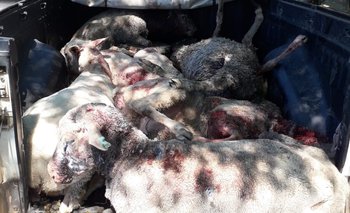En menos de un mes, más de 20 ovinos murieron por ataques de perros en un mismo predio.