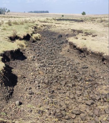 Campo en Salto afectado por la sequía, imagen tomada el 11 de enero de 2023.
