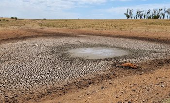 Autoridades del MGAP presentaron este jueves en el Parlamentos los efectos económicos de la sequía.