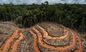 Para comprender el proceso de deforestación es necesario comprender no sólo sus causas más visibles –como la tala y la extracción ilegal de madera, o el avance del agronegocio y la minería–, sino, sobre todo, las causas subyacentes