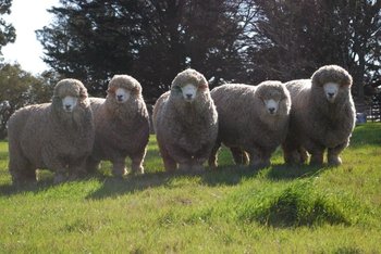 Producción de ovinos en campos uruguayos.