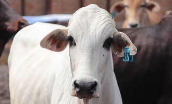 Los dos casos atípios de "vaca loca" que hay en Brasil se encontraron en  en Minas Gerais y Mato Grosso.