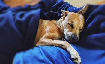 Al igual que para los humanos, dormir es fundamental para la salud canina