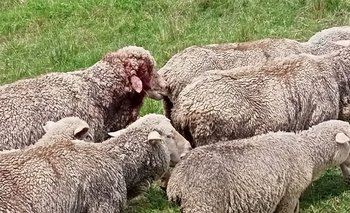Cinco ovejas murieron y cinco quedaron vivas pero con heridas.