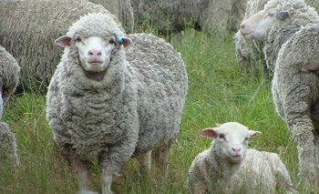 En Más carne más lana se rematarán ovinos de forma presencial y otros de forma virtual.