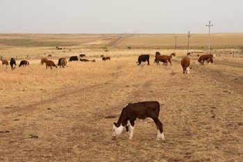 El martes se evaluarán "otras medidas" para enfrentar la sequía además de la emergencia agropecuaria, dijo Buffa (foto archivo)