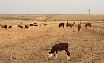 El martes se evaluarán "otras medidas" para enfrentar la sequía además de la emergencia agropecuaria, dijo Buffa (foto archivo)
