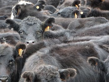Livestock production in Uruguay.