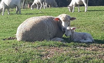 Nacieron tres corderos de ovejas donadas tras un ataque de jauría.