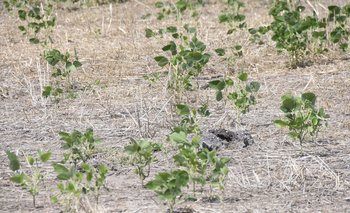 Campo con soja muy afectadas por la sequía, próximo a Santa Catalina, en Soriano.