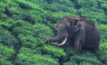 El elefante Padayappa 