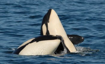 Las llamadas "ballenas asesinas" tienen vínculos familiares muy cercanos.
