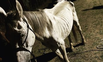 "Animales que deberían pesar 400 kilos pesan 200", comentó el director de Animales Sin Hogar sobre los caballos rescatados el fin de semana por el INBA.