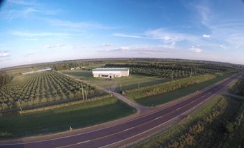 Plantaciones de Olivares Salteños, ubicado en el kilómetro 498 de la ruta 3, en Salto, Uruguay