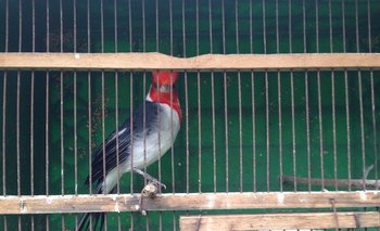 El transporte y venta de aves silvestres se suspendió debido a una medida del gobierno.