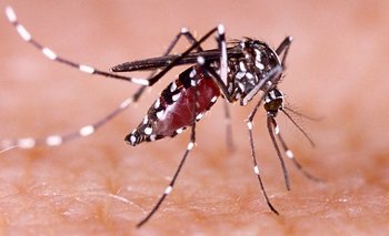 Aedes Aegypti, el mosquito transmisor del dengue y otras enfermedades