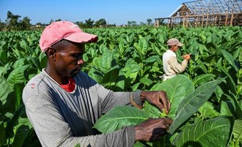 En 2021, Cuba exportó puros por un valor de US$ 568 millones