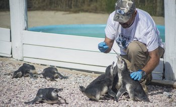 Tersore alimentando pingüinos, 2019