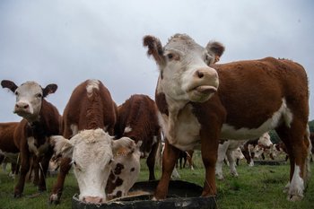 La carne vacuna representó más de la quinta parte de las exportaciones uruguayas en 2021