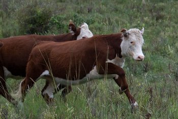 La ganadería uruguaya favorece la preservación de los pastizales naturales.