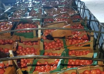 La carga de tomates fue valorizada en $ 4,2 millones.