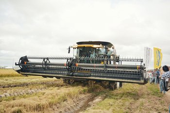 Se espera que esta cosecha de arroz termine con rindes de 9.200 kilos por hectárea.