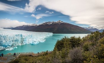 Calafate en la Patagonia argentina