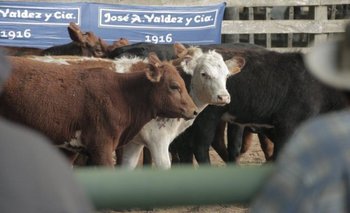 Valdez y Cía ofertará vacunos y lanares en dos oportunidades.