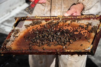 Las abejas tienen una mortandad del 27%.