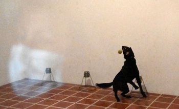 El perro Diamond participa en un entrenamiento para detectar el covid-19 en el Aeropuerto Internacional de San Oscar Romero