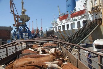 Una actividad intensa esta año en el puerto de Montevideo, exportaciones de ganado en pie.