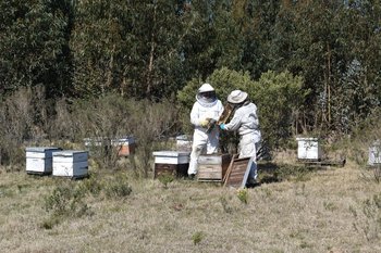 Muchos apicultores en otoño trasladan colmenas a zonas forestadas.