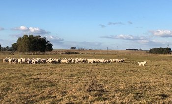 Rubro ovino, un puntal de la ganadería nacional.