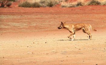 Dingo, el perro salvaje en Australia.