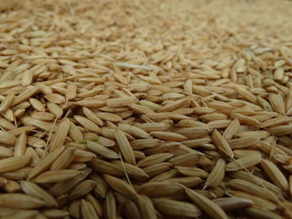 One of the largest rice harvests will give the country US$ 600 million