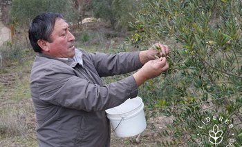 Emilio se interesó en las plantas de olivo que tradicionalmente se cultivan en el norte de Chile.regiones del país, ubicada más de 700 kms al sur de la capital, Santiago.