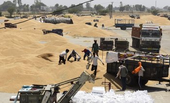 Brasil aumenta su producción de trigo