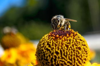 Según investigadores, si no hay cambios, habrá un "continuo declive de las abejas y de los servicios de polinización que brindan"