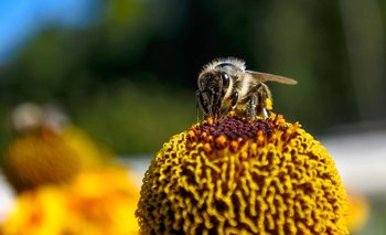Según investigadores, si no hay cambios, habrá un "continuo declive de las abejas y de los servicios de polinización que brindan"
