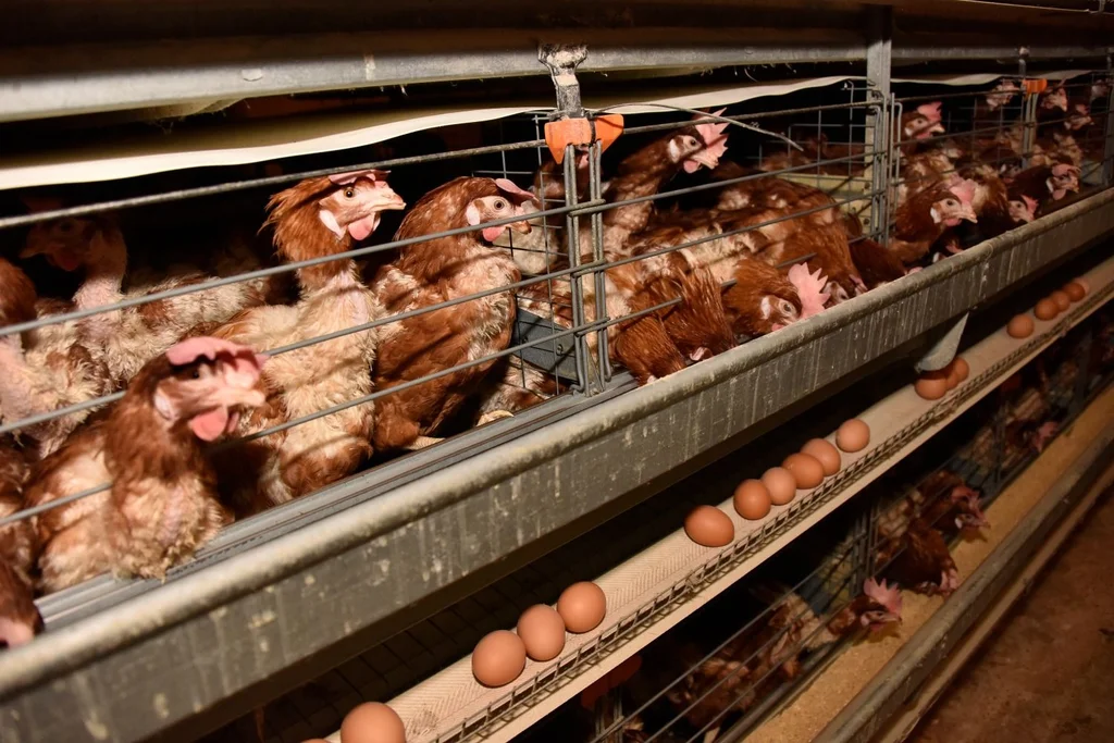 Avian flu vaccine cannot be a barrier to export