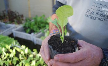 Expertos recomendaron plantar hortalizas de hoja en verano.