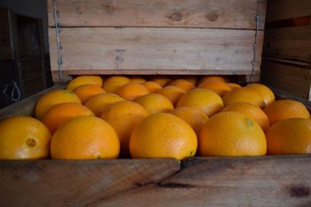 Cajón de naranjas uruguayas.