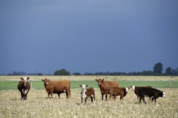 La ganadería ha sido uno de los sectores más pujantes en lo que va de 2021. 